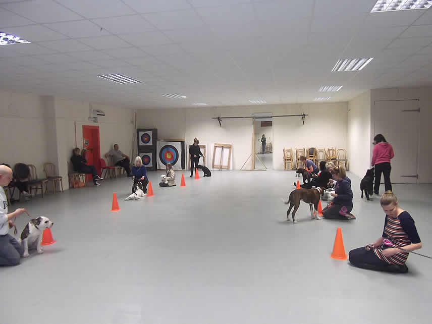 Puppy Training Classes Sheppey, Sittingbourne, Medway Towns, Faversham